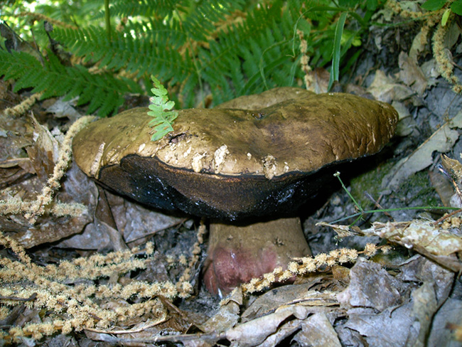 Ritrovamento interessante B. erythroteron